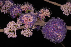 Memecylon umbellatum